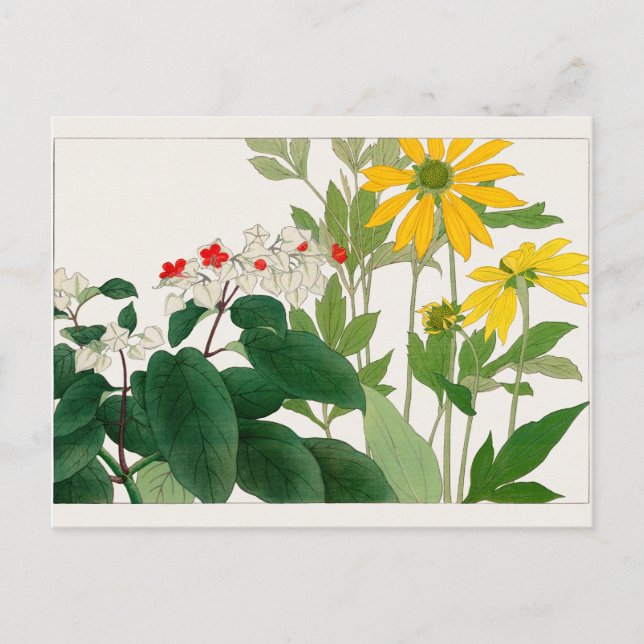 Clerodendrum thomsoniae, Rudbeckia, Tanigami Konan Postcard (Front)