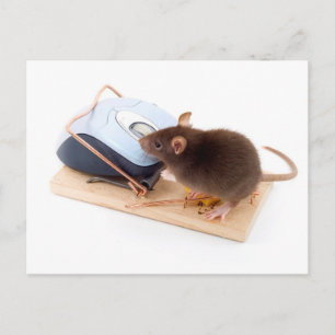 Clever Mouse Postcard