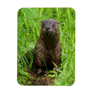Clever River Otter Magnet