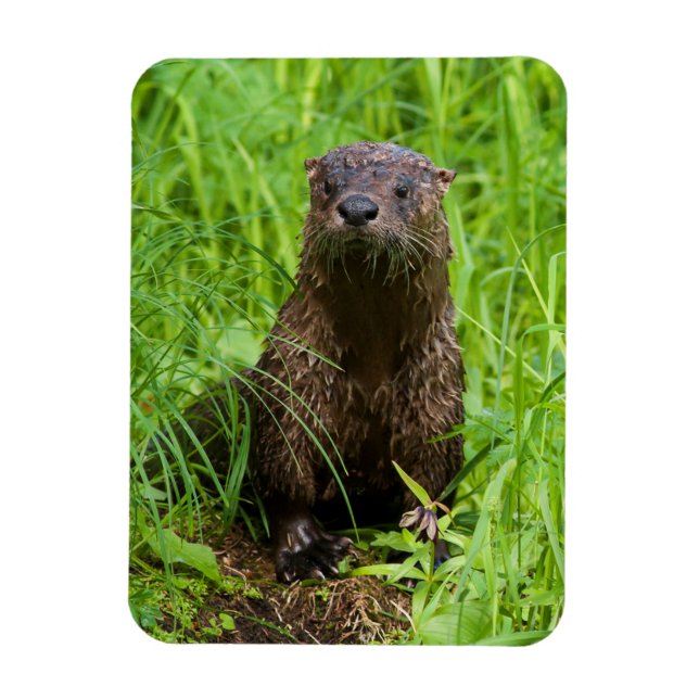Clever River Otter Magnet (Vertical)