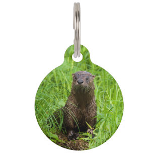 Clever River Otter Pet Tag