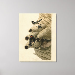 Cliff Swallow Republican Audubon Birds of America Canvas Print
