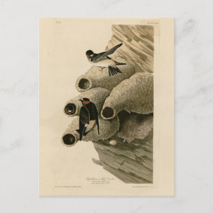 Cliff Swallow Republican Audubon Birds of America Postcard