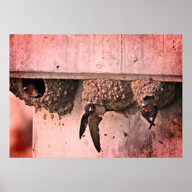 Cliff Swallows Poster (Front)