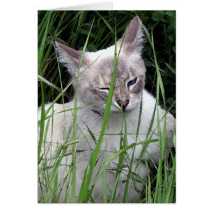 Cligner de l'oeil des cartes de chat