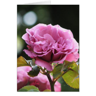 Climbing Angel Face 196