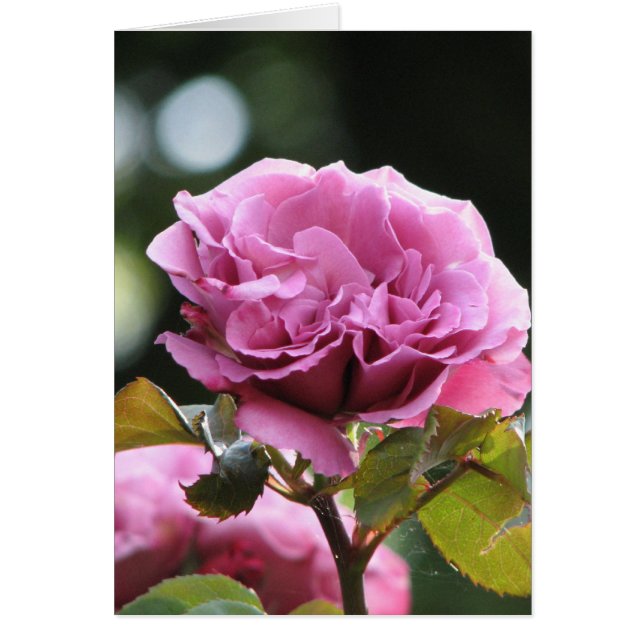 Climbing Angel Face 196 (Front)