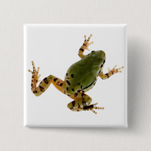 Climbing Arizona Tree Frog Photograph 2 Inch Square Button