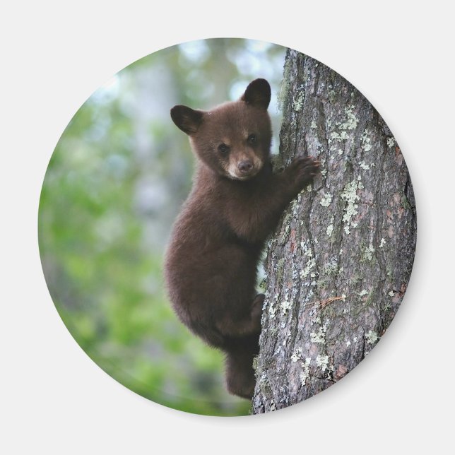Climbing Bear Cub Magnet (Front)