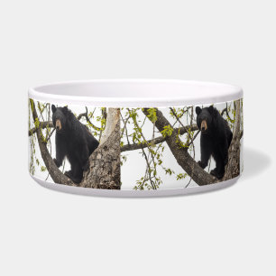 Climbing Black Bear