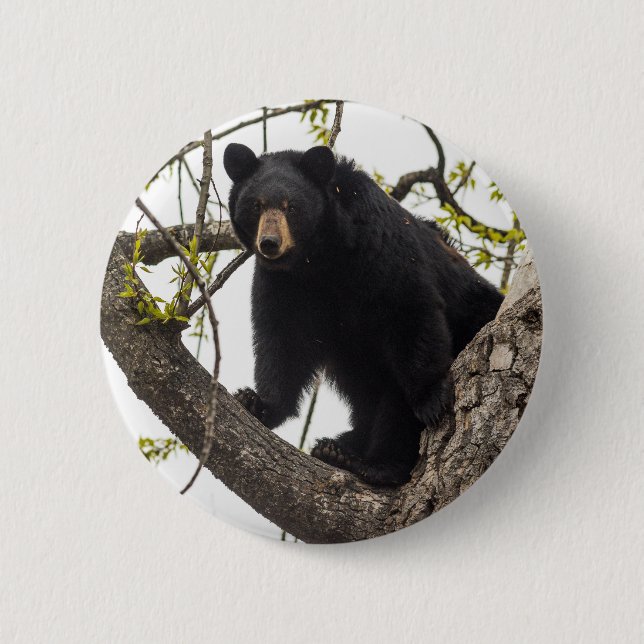 Climbing Black Bear 2 Inch Round Button (Front)