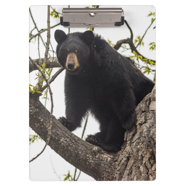 Climbing Black Bear Clipboard (Front)