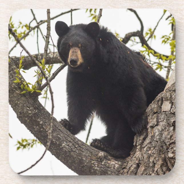 Climbing Black Bear Coaster (Front)