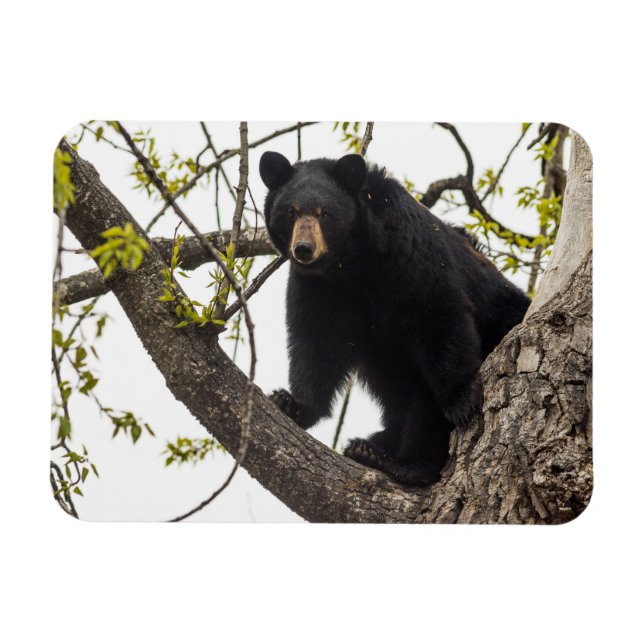 Climbing Black Bear Magnet (Horizontal)