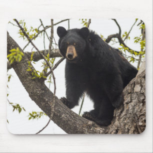 Climbing Black Bear Mouse Pad