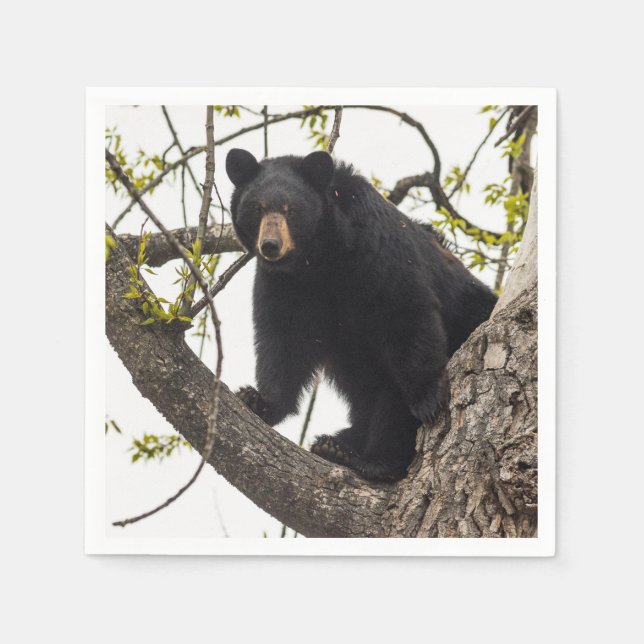 Climbing Black Bear Napkin (Front)