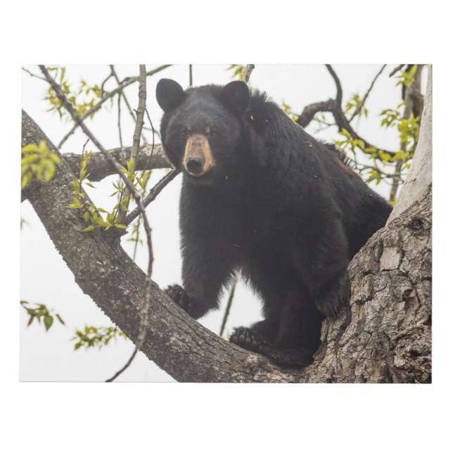 Climbing Black Bear Notepad (Front)