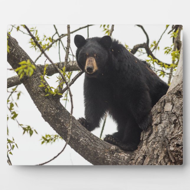Climbing Black Bear Plaque (Front)