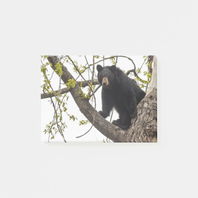Climbing Black Bear Post-it Notes (Front)