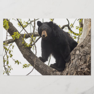 Climbing Black Bear Stationery