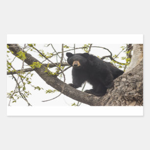 Climbing Black Bear Sticker