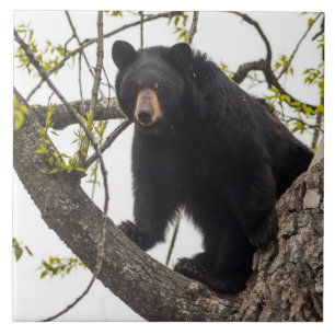 Climbing Black Bear Tile