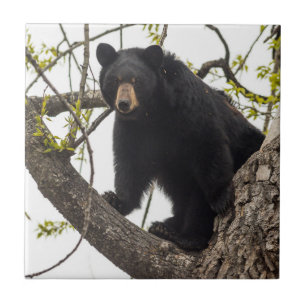 Climbing Black Bear Tile