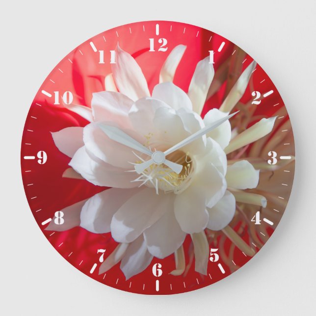 Climbing cactus in blossom on red with reflection  large clock (Front)
