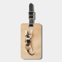 Climbing Calico Kitten