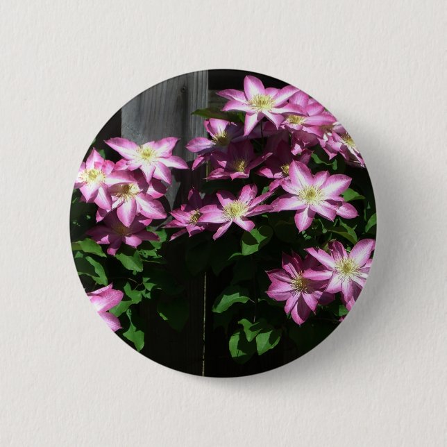 Climbing Clematis Purple Spring Flowers 2 Inch Round Button (Front)