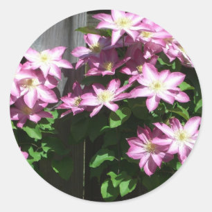 Climbing Clematis Purple Spring Flowers Classic Round Sticker