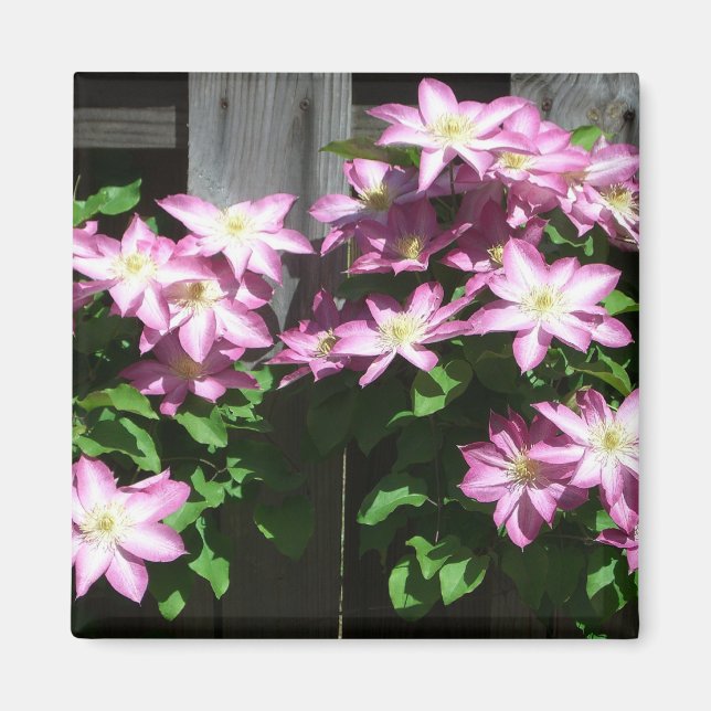 Climbing Clematis Purple Spring Flowers Magnet (Front)