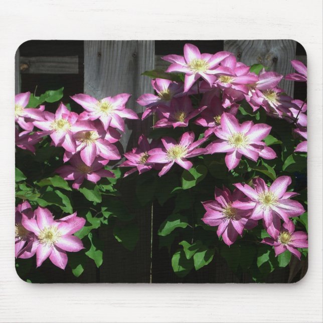 Climbing Clematis Purple Spring Flowers Mouse Pad (Front)