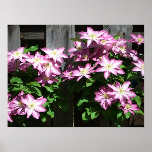 Climbing Clematis Purple Spring Flowers Poster (Front)
