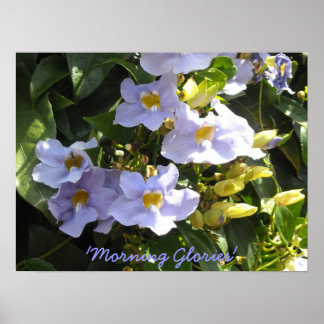Climbing Morning Glories Poster