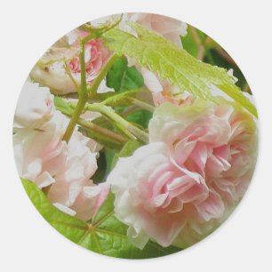 Climbing Pink Rose Stickers