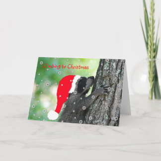 Climbing Raccoon Christmas Card