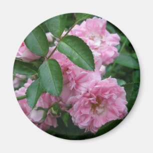 Climbing Rose Coordinating Items Magnet