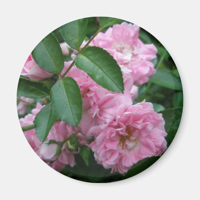 Climbing Rose Coordinating Items Magnet (Front)