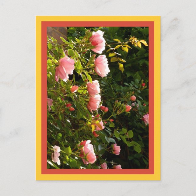 Climbing roses coral postcard (Front)