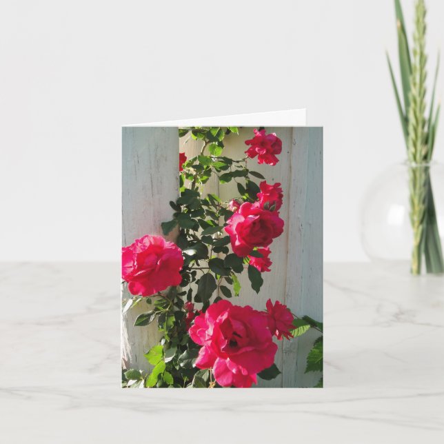 Climbing Roses Red, Sympathy Card (Front)