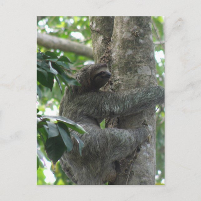 Climbing Sloth Postcard (Front)