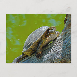 Climbing Turtle Postcard
