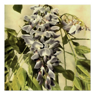 Climbing Windblown Wisteria Vine Acrylic Painting Poster