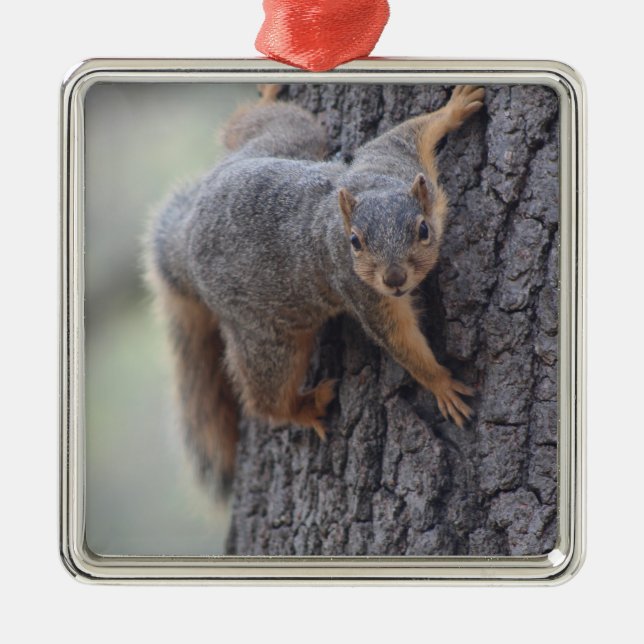Clinging Squirrel Metal Ornament (Front)