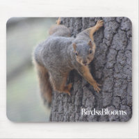 Clinging Squirrel