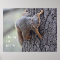 Clinging Squirrel