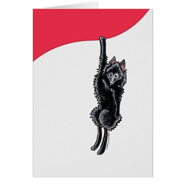 Clingy Schipperke (Front)