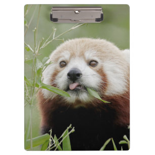 Clipboard Photo red panda , animals.