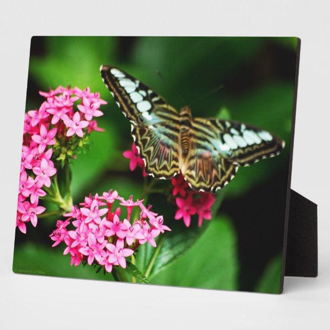 Clipper on Pentas 1 Plaque (Side)